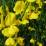 Spartium junceum (ginestra odorosa)