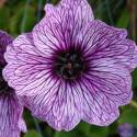 Geranium cinereum 'Ballerina'