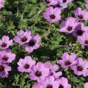 Geranium cinereum 'Ballerina'