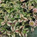 Trifolium repens 'Dragon's Blood'