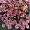 Trifolium repens 'Isabella'