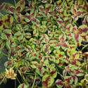 Trifolium repens 'Josephine'