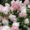 Hydrangea paniculata “Vanille Fraise”
