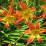 Hemerocallis 'Firestorm'