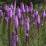 Liatris spicata