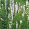 Liatris spicata “Floristan White”