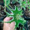 Begonia "Sea Urchin"