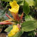 Canna indica 'Striped Beauty'