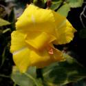 Canna indica 'Striped Beauty'