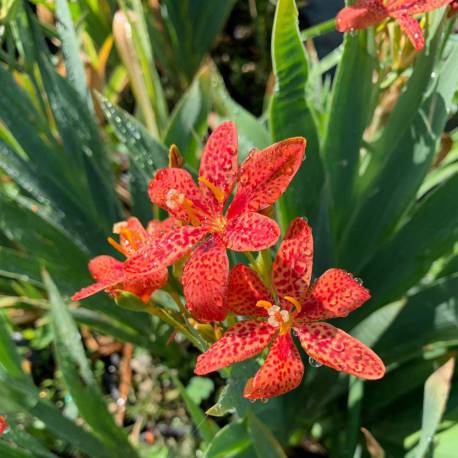Iris x norrisii (x Pardancanda norrisii)