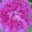 Rosa 'Reine De Violettes'