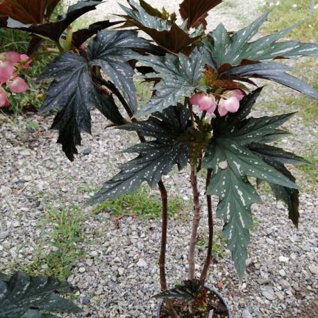 Begonia x aconitifolia  'Lady Vanderwilt'