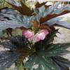 Begonia x aconitifolia  'Lady Vanderwilt'