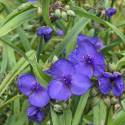 Tradescantia x andersoniana