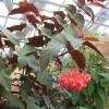 Begonia "Lucerna"