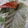 Begonia "Lucerna"
