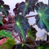 Begonia 'Beatrice Haddrell'