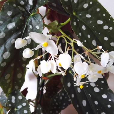1 x Premium Begonia Maculata Pianta dalle foglie a Pois | 20-30cm Pianta d'Appartamento in Vendita