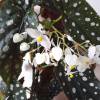 Begonia 'Wightii' (Begonia maculata "Variegata")