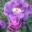 Rosa 'Rhapsody in Blue'