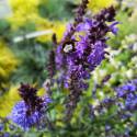 Salvia nemorosa "Blue Koningin"