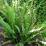 Nephrolepis cordifolia (Felce di Boston)