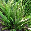 Nephrolepis cordifolia (Felce di Boston)