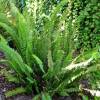 Nephrolepis cordifolia (Boston fern)
