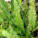 Nephrolepis cordifolia (Felce di Boston)