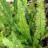 Nephrolepis cordifolia (Boston fern)