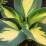Hosta 'Beach Boy'