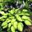 Hosta  "Lady Guinevere"