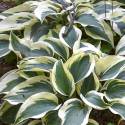 Hosta "Blue Ivory"