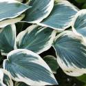 Hosta "Blue Ivory"