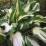 Hosta "Christmas Candy"