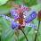 Tricyrtis hirta 'Blue Wonder'