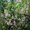 Trachelospermum asiaticum 'Pink Showers'