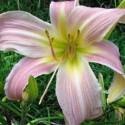 Hemerocallis 'Orchid Corsage'