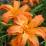 Hemerocallis fulva 'Kwanso'