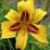 Hemerocallis "Bonanza"