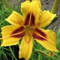 Hemerocallis "Bonanza"