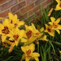 Hemerocallis "Bonanza"