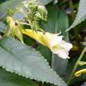 Impatiens omeiana 'Ice Storm'
