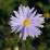 Aster dumosus 'Brigitte'