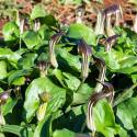 Arisarum vulgare