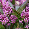 Ledebouria cooperi
