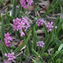 Ledebouria cooperi