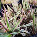 Phalaris arundinacea 'Picta Feesey'