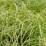 Carex dolichostachya 'Gold Fountain' (sin. 'Kaga-nishiki')