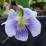Viola papilionacea ‘Alba’
